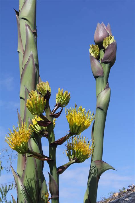Agave in bloom - Blooms. Agave parryi is monocarpic, meaning it only blooms once before dying. This can be anywhere from 13 to 15 years after a plant is first planted. The flowers are yellow and emerge on top of a magnificent, tall flowering stalk that rises from the center of the rosette. In fact, this stalk can get as tall as 20 feet tall.